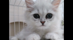 後藤嘉茂ブリーダーからお迎えしたペルシャ(チンチラ)：ムーミャンくん