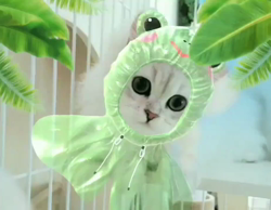 後藤嘉茂ブリーダーからお迎えしたペルシャ(チンチラ)：ムーミャンくん