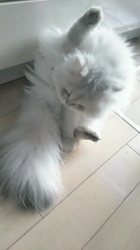 後藤嘉茂ブリーダーからお迎えしたペルシャ(チンチラ)：ムーミャンくん