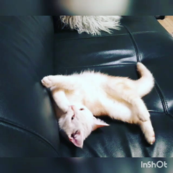 高橋英美ブリーダーからお迎えしたアメリカンショートヘア：くるみちゃん