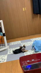 山仲一玄ブリーダーからお迎えしたヨークシャーテリア：ラムちゃん