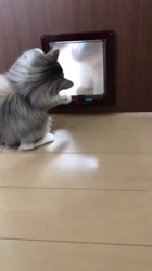 平櫻いづみブリーダーからお迎えしたノルウェージャンフォレストキャット：カシスちゃん