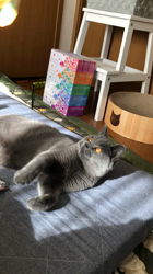 伊藤幸洋ブリーダーからお迎えしたブリティッシュショートヘア：ソラくん