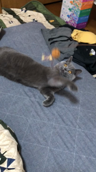 伊藤幸洋ブリーダーからお迎えしたブリティッシュショートヘア：ソラくん