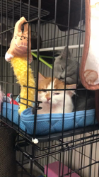 渡辺恭子ブリーダーからお迎えしたマンチカン：ののちゃん