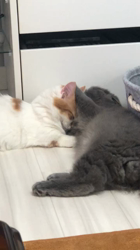 渡辺恭子ブリーダーからお迎えしたマンチカン：ののちゃん