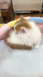 渡辺恭子ブリーダーからお迎えしたマンチカン：ののちゃん