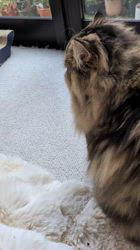 谷佳緒里ブリーダーからお迎えしたミヌエット：サクくん