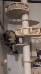 谷佳緒里ブリーダーからお迎えしたミヌエット：サクくん