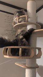 谷佳緒里ブリーダーからお迎えしたミヌエット：サクくん