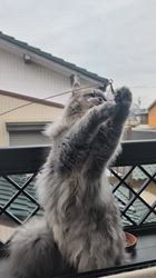 谷佳緒里ブリーダーからお迎えしたミヌエット：ルカくん