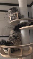 谷佳緒里ブリーダーからお迎えしたミヌエット：サクくん