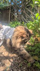 谷佳緒里ブリーダーからお迎えしたミヌエット：サクくん