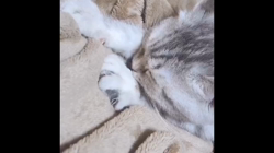 島津絹枝ブリーダーからお迎えしたマンチカン：ミントちゃん