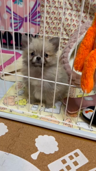 朝比奈杏奈ブリーダーからお迎えしたポメラニアン：ソフィちゃん