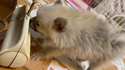 朝比奈杏奈ブリーダーからお迎えしたポメラニアン：ソフィちゃん