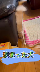 朝比奈杏奈ブリーダーからお迎えしたポメラニアン：ソフィちゃん