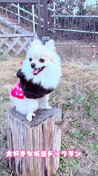 朝比奈杏奈ブリーダーからお迎えしたポメラニアン：ソフィちゃん