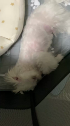 柳生芳明ブリーダーからお迎えしたマルチーズ：わたげくん