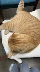 興津廣卓ブリーダーからお迎えしたスコティッシュフォールド：はるくん