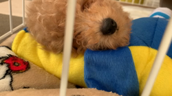 芝田晃章ブリーダーからお迎えしたトイプードル：ラルクくん