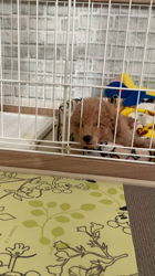 芝田晃章ブリーダーからお迎えしたトイプードル：ラルクくん