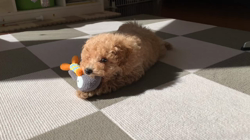 芝田晃章ブリーダーからお迎えしたトイプードル：ラルクくん