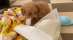 芝田晃章ブリーダーからお迎えしたトイプードル：ラルクくん