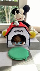 芝田晃章ブリーダーからお迎えしたトイプードル：ラルクくん