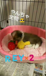 藏屋弘子ブリーダーからお迎えしたシェットランドシープドッグ：レイレイちゃん