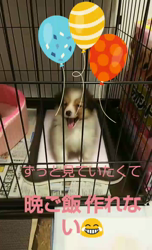 藏屋弘子ブリーダーからお迎えしたシェットランドシープドッグ：レイレイちゃん