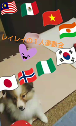 藏屋弘子ブリーダーからお迎えしたシェットランドシープドッグ：レイレイちゃん