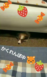 藏屋弘子ブリーダーからお迎えしたシェットランドシープドッグ：レイレイちゃん