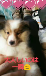 藏屋弘子ブリーダーからお迎えしたシェットランドシープドッグ：レイレイちゃん