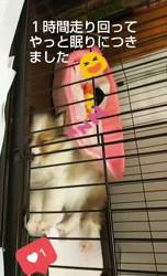 藏屋弘子ブリーダーからお迎えしたシェットランドシープドッグ：レイレイちゃん