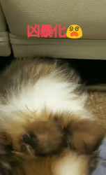 藏屋弘子ブリーダーからお迎えしたシェットランドシープドッグ：レイレイちゃん