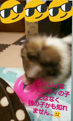 藏屋弘子ブリーダーからお迎えしたシェットランドシープドッグ：レイレイちゃん