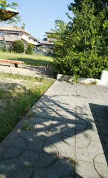 藏屋弘子ブリーダーからお迎えしたシェットランドシープドッグ：レイレイちゃん