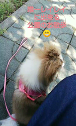 藏屋弘子ブリーダーからお迎えしたシェットランドシープドッグ：レイレイちゃん