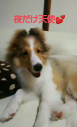 藏屋弘子ブリーダーからお迎えしたシェットランドシープドッグ：レイレイちゃん