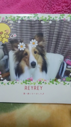 藏屋弘子ブリーダーからお迎えしたシェットランドシープドッグ：レイレイちゃん