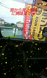 藏屋弘子ブリーダーからお迎えしたシェットランドシープドッグ：レイレイちゃん