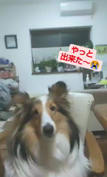 藏屋弘子ブリーダーからお迎えしたシェットランドシープドッグ：レイレイちゃん