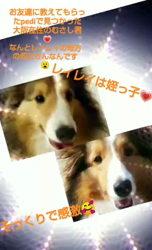 藏屋弘子ブリーダーからお迎えしたシェットランドシープドッグ：レイレイちゃん