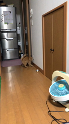 臼井俊行ブリーダーからお迎えしたマンチカンの父とエキゾチックショートの母のミックス：シピちゃん