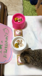 臼井俊行ブリーダーからお迎えしたマンチカンの父とエキゾチックショートの母のミックス：シピちゃん