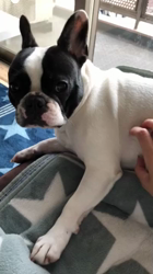 石黒明ブリーダーからお迎えしたフレンチブルドッグ：ヒナちゃん