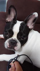石黒明ブリーダーからお迎えしたフレンチブルドッグ：ヒナちゃん