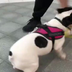 石黒明ブリーダーからお迎えしたフレンチブルドッグ：ヒナちゃん