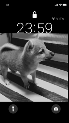 坂本千春ブリーダーからお迎えしたゴールデンレトリバー：アリスちゃん